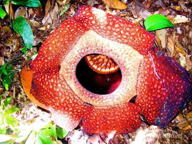 Beruntung Melihat Bunga Raflesia Sedang Mekar di Bengkulu