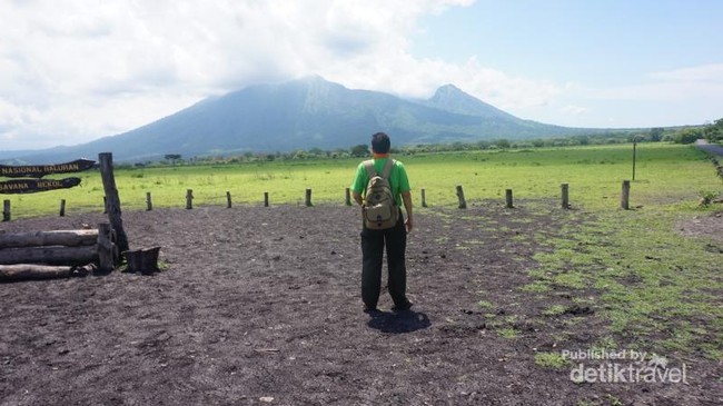 Bukan Afrika, Ini Padang Savana dari Situbondo