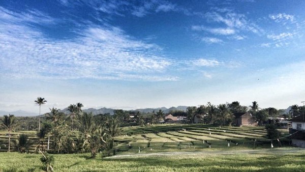 Bukan di Bali, Ini Hamparan Sawah Cantik di Tulungagung