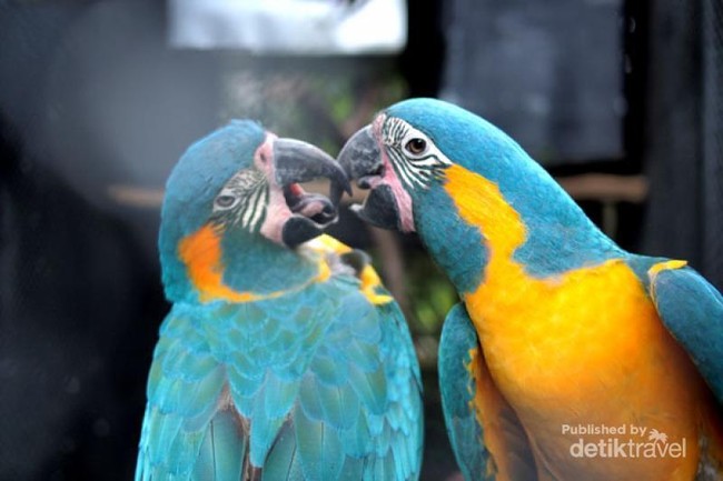 Burung-burung Cantik di Jawa Timur