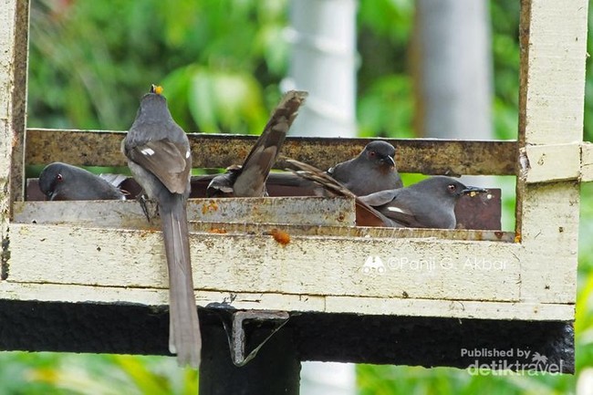 Burung Liar di Dataran Tinggi Malaysia Ini Tak Takut Manusia