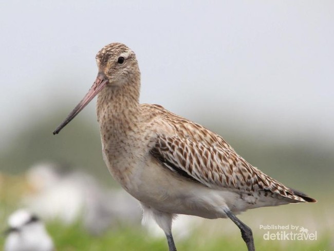 Burung Luar Negeri Liburan ke Pantai Trisik Kulonprogo