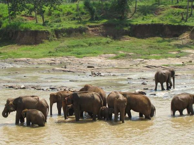Byurr! Serunya Menonton Gajah Mandi di Sri Lanka
