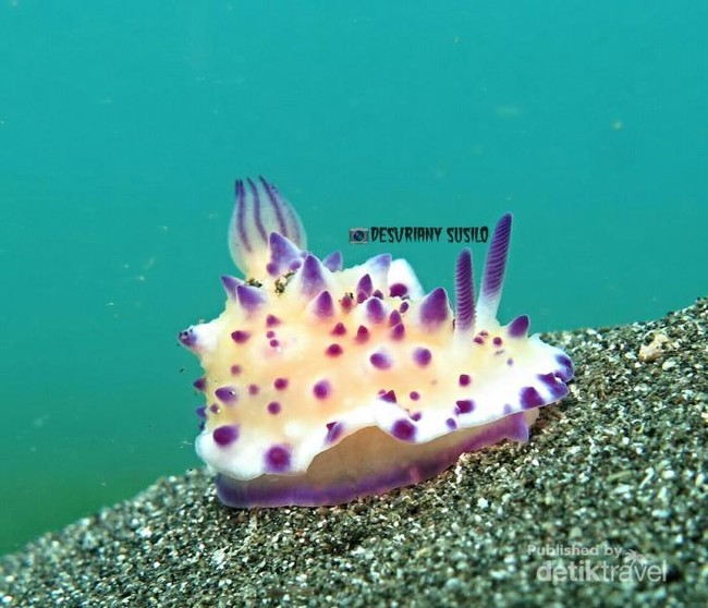 Cantik! Warna-warni Biota Kecil di Perairan Bali