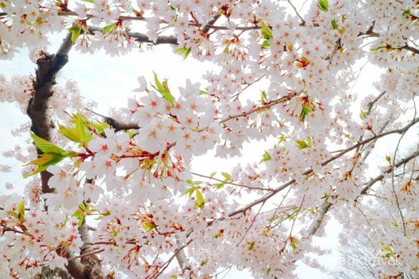 Sakura juga ada yang berwarna putih.