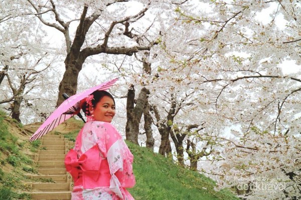Berkimono ria dan berjalan di bawah pohon-pohon sakura.