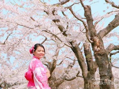 Cantiknya Bunga Sakura Awal Musim Semi di Jepang