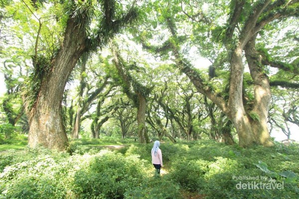 Cantiknya De Djawatan Mirip Hutan Di Negeri Dongeng