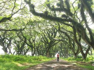 Cantiknya! De Djawatan Mirip Hutan di Negeri Dongeng
