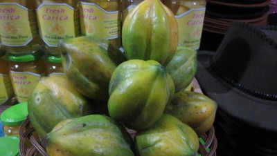 Carica, Buah Tangan Khas dari Dieng