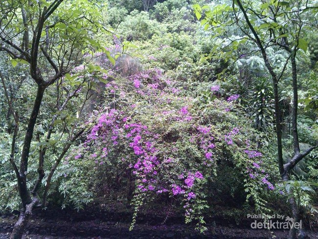 Coban Rondo, Salah Satu Ikon Kota Batu di Jatim