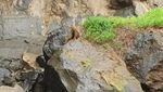 Curug Cimarinjung, Prmiadona dari Geopark Ciletuh