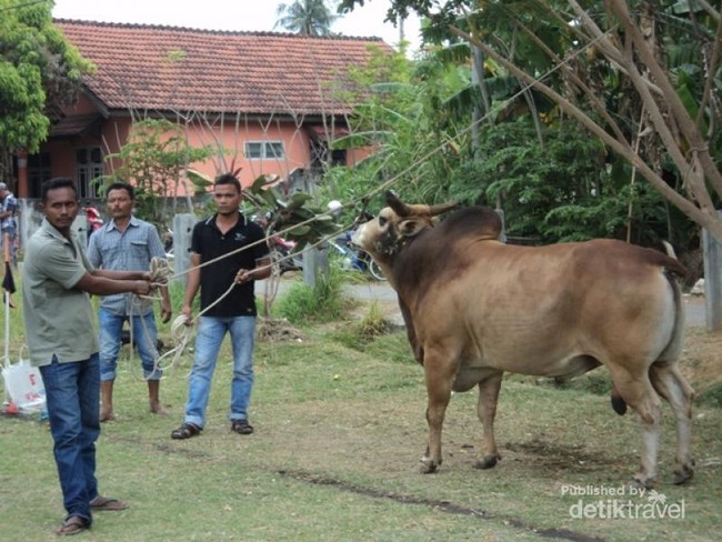 Dahsyat! Sapi Saling Sundul di Banda Aceh