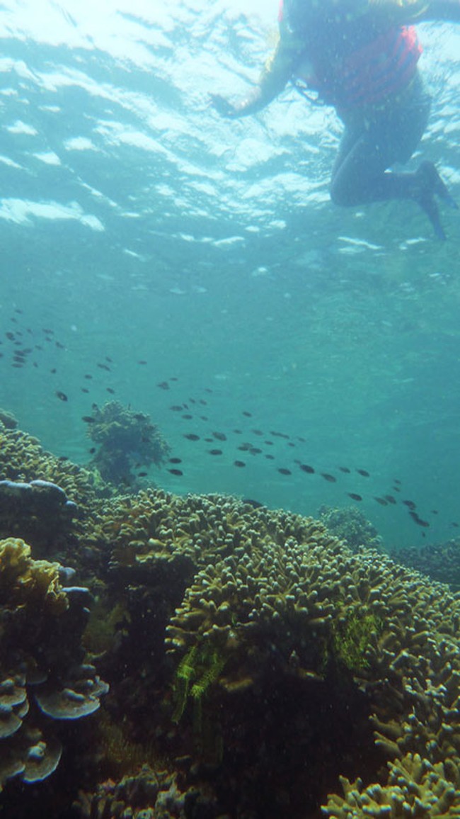 Dahsyatnya Pemandangan Alam Bawah Laut di Lampung
