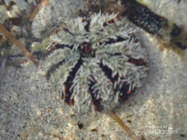 Damai dan Indah Pantai di Lombok
