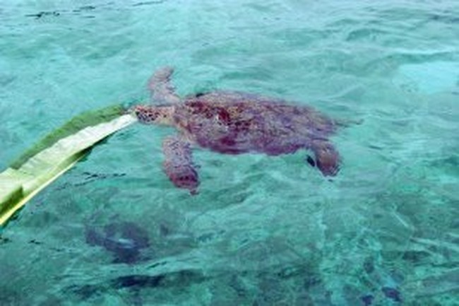 Derawan, Surga Penyelaman Terbaik Setelah Raja Ampat