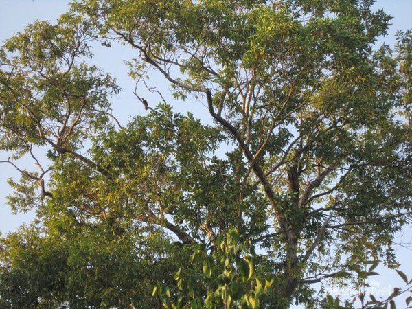 Burung-burung cendrawasih terlihat bertengger di hutan sapokren. Di sini kamu bisa lihat cenderawasih merah atau pohon dan cenderawasih belah rotan.