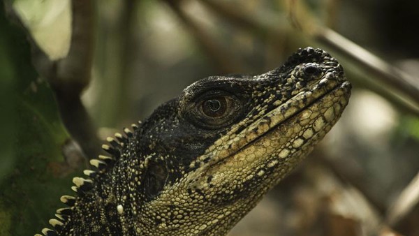 Dinosaurus Mini dari Maros yang Bernasib Malang