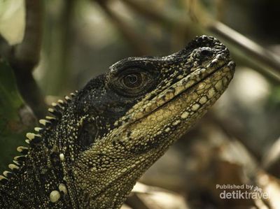 Dinosaurus Mini dari Maros yang Bernasib Malang