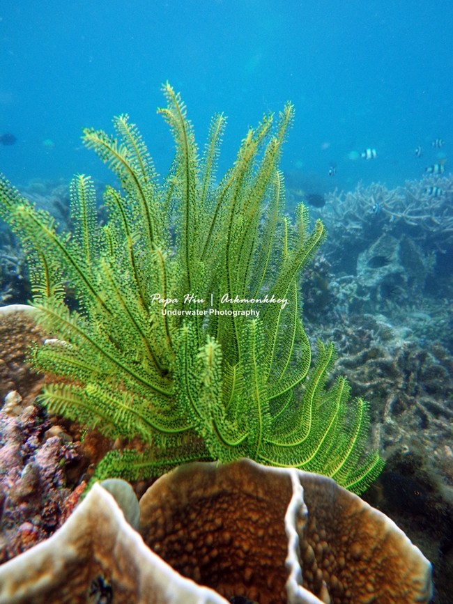Donggala, Taman Laut Tercantik di Sulawesi Tengah