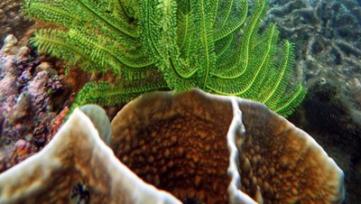 Donggala, Taman Laut Tercantik di Sulawesi Tengah