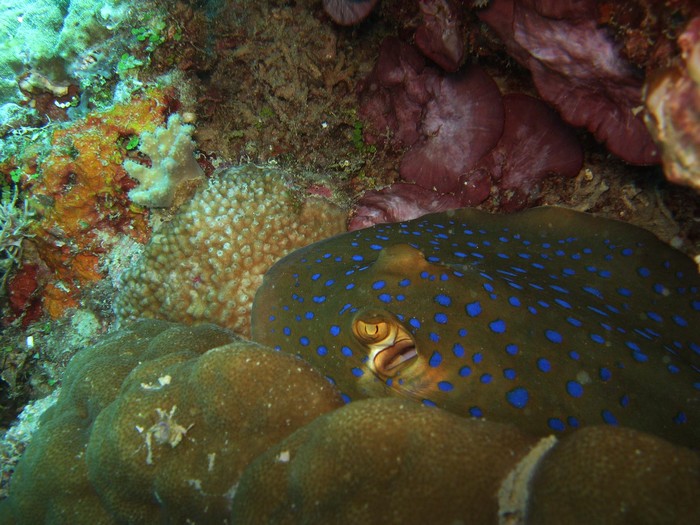 Dunia Bawah Laut Selayar 1
