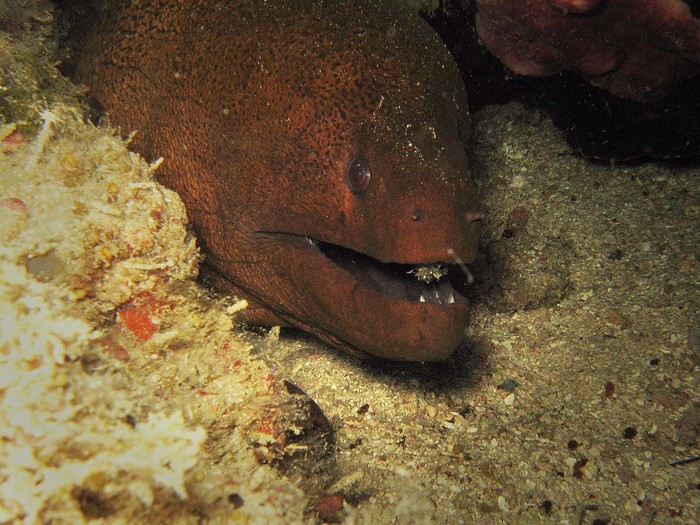 Dunia Bawah Laut Selayar 2