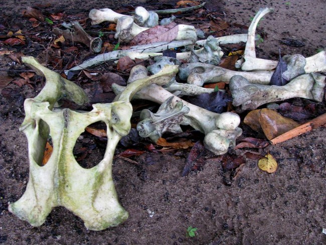 Eksplorasi Ujung Kulon