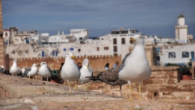 Essaouira, Kota Kecil Paling Cantik di Maroko