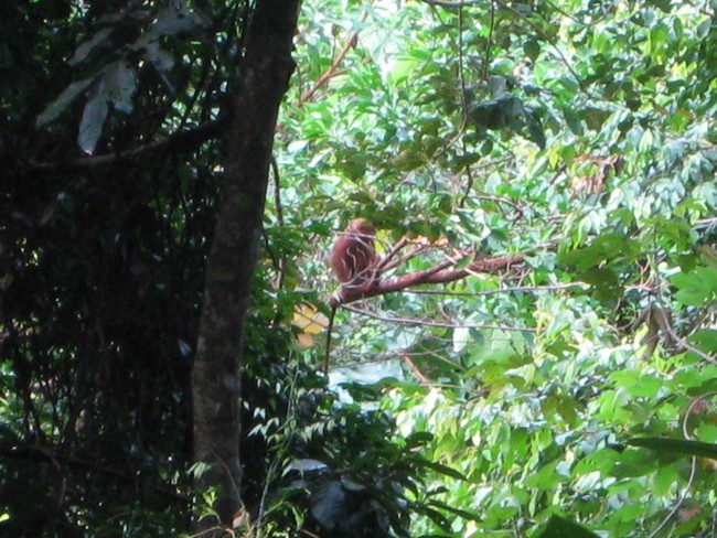 Fauna 4 Taman Nasional Gn. Palung