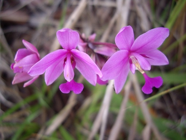 Flora Mungil dan Kupu-kupu Papua (Foto Macro)