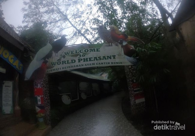Foto: Ayam-ayam Cantik Kota Batu Ada di Sini