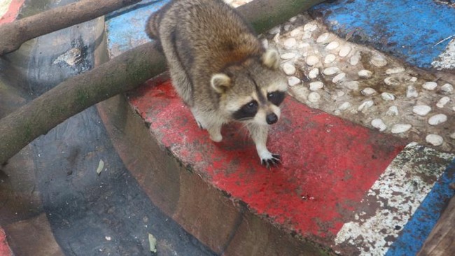 Foto: Bertemu Rakun Lucu di Batu Secret Zoo