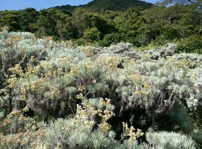 Foto: Bunga Edelweiss Gunung Gede, Cantikmu Abadi