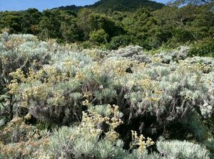 Foto: Bunga Edelweiss Gunung Gede, Cantikmu Abadi
