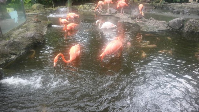 Foto: Cantiknya Burung Flamingo di Batu Secret Zoo