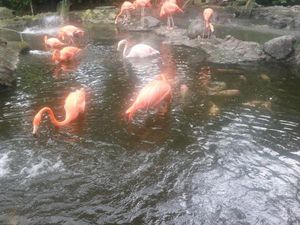 Foto: Cantiknya Burung Flamingo di Batu Secret Zoo