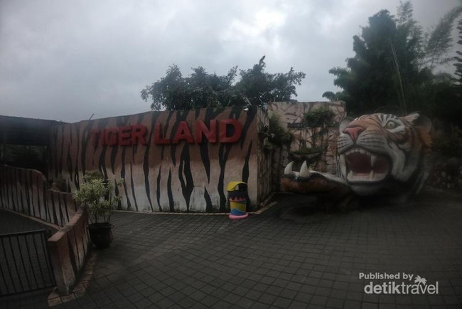 Foto: Kamu Berani Kasih Makan Harimau Seperti Ini?
