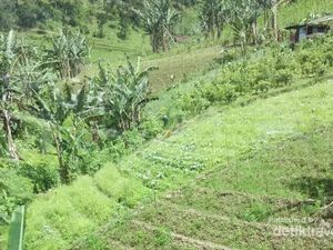 Foto: Pagi-pagi, Lihat Hijaunya Gunung Lawu Dulu