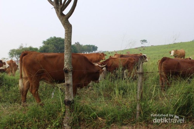 Foto: Pemandangan Hijau dari Tanah Minang