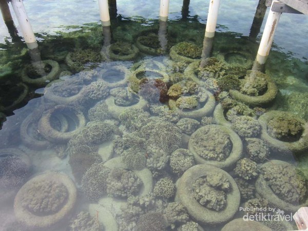 Restoran terapung ini berada di Nusa Karamba, Gosong Pulau Pramuka, Kepulauan Seribu, Jakarta Utara. Restoran terapung ini berada di Nusa Karamba, Gosong Pulau Pramuka, Kepulauan Seribu, Jakarta Utara.