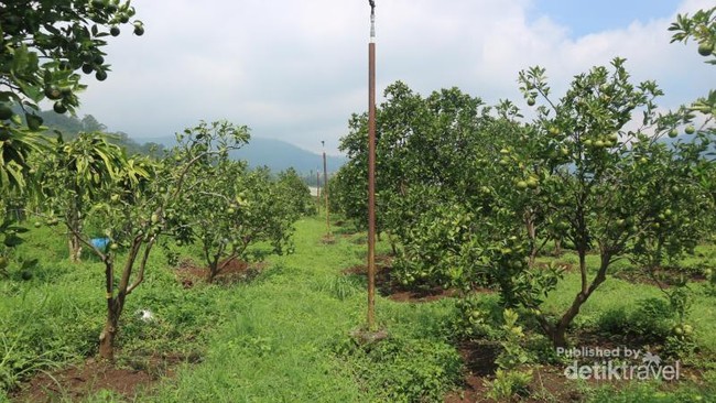 Foto: Seru Sekali Petik Buah Langsung di Kebunnya