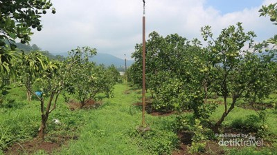 Foto: Seru Sekali Petik Buah Langsung di Kebunnya