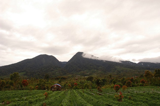 Gunung Tujuh, Taman Nasional Kerinci Seblat (TNKS)