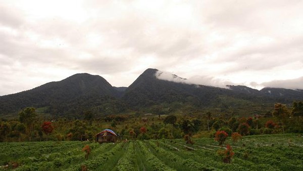 Gunung Tujuh, Taman Nasional Kerinci Seblat (TNKS)