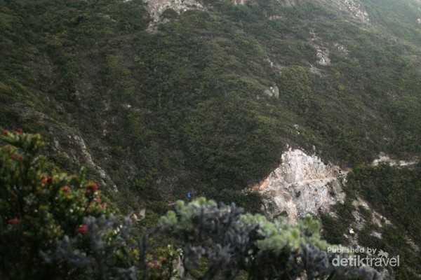 Tebing yang menjulang tinggi seperti di Himalaya, kamu bisa melihat tebingnya ditaburi bunga edelweiss