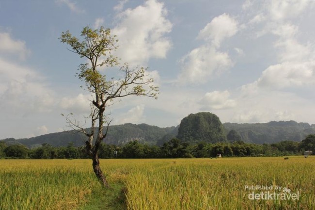 Hamparan Sawah Seindah Permadani di Maros, SulSel