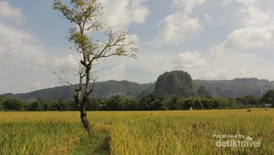 Hamparan Sawah Seindah Permadani di Maros, SulSel