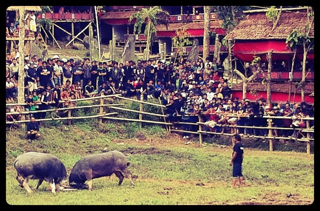 Hanya di Toraja, Upacara Kematian Lebih Ramai dari Pernikahan