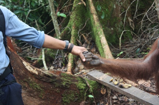 Harmonisasi Orangutan Dan Orang Kota